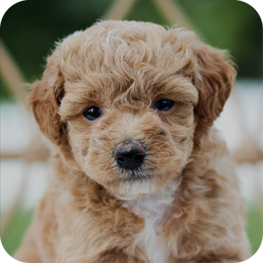 Toy poochon 2025 puppies for sale